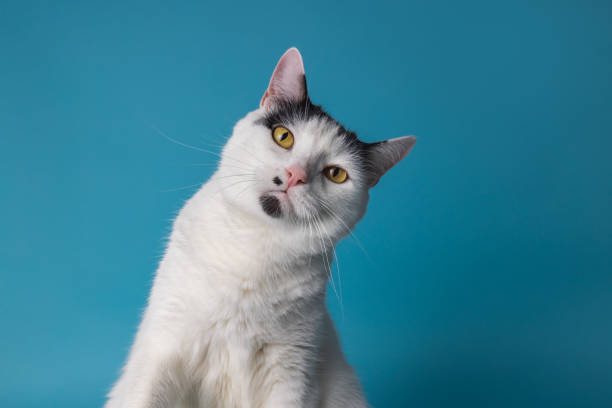 Understanding Your Cat