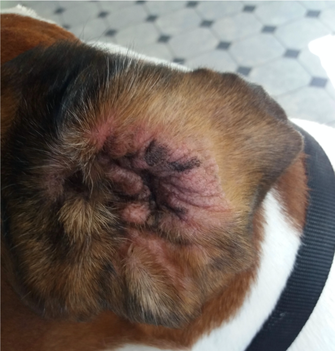 What can underlie Canine Ear Infections | Dog Ear Infections