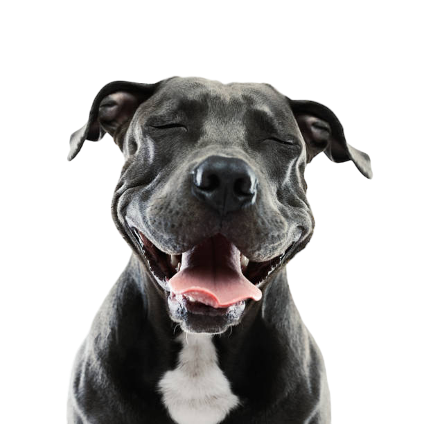 Homemade Turmeric Chicken Jerky for Dogs - just three ingredients!!