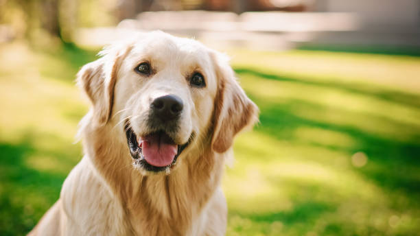 Understanding Your Dog