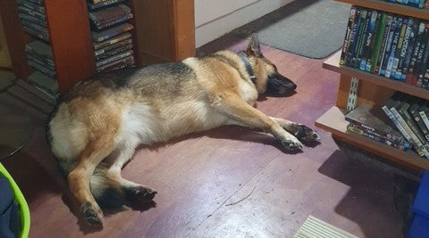 Indie's Journey with MicroMed