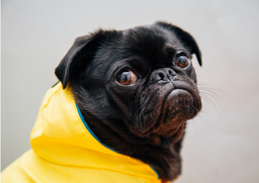 If you can’t find out why your dog’s itchy, maybe you are looking in the wrong place?