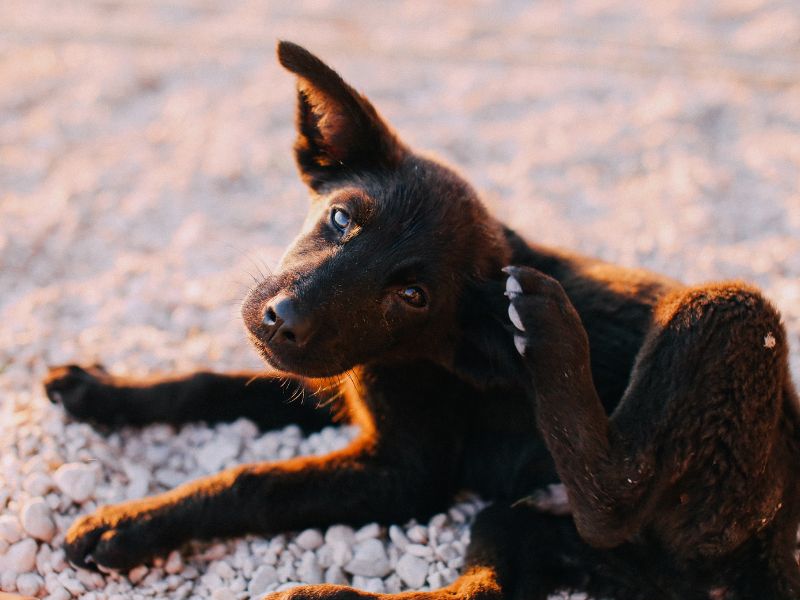 Problems with Itching and a Nasty Smell?