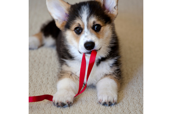 Is Your Dog Immune Compromised?