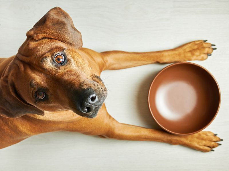 The Ancient Reset:  How Fasting Transforms Your Pet's Skin, Immune System, and Life