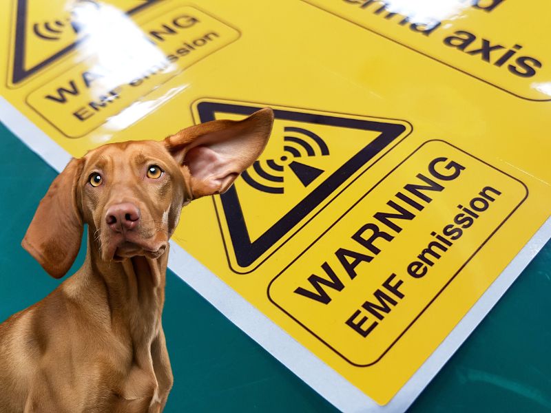 The Invisible Threat to Your Pet's Health: Understanding Electromagnetic Stress