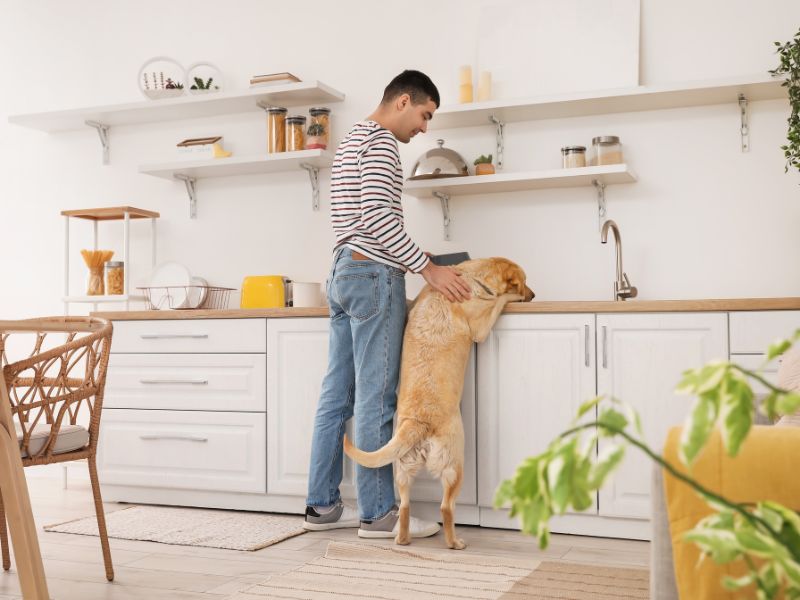 pet safe home dog in kitchen 