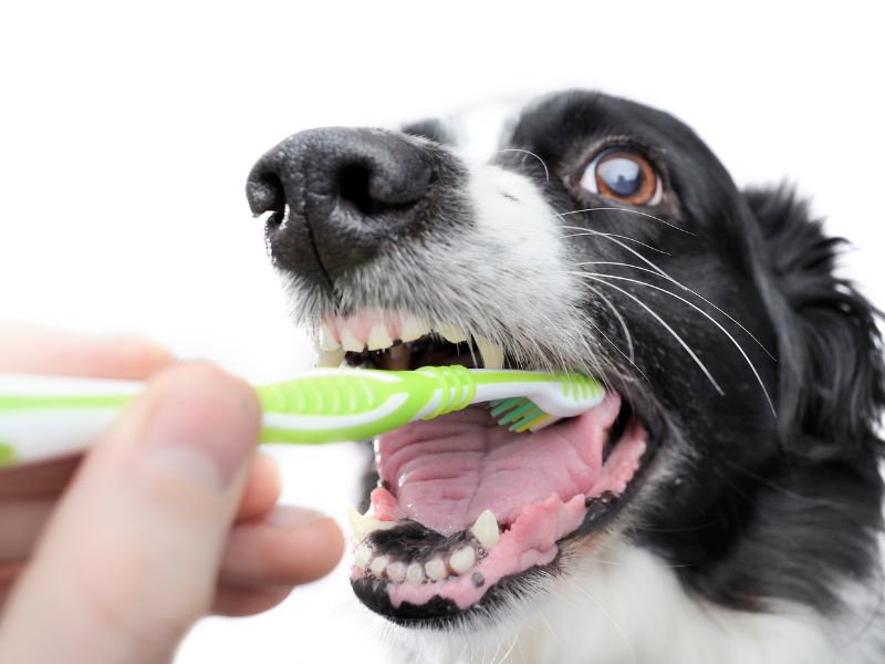 Why Your Dog's Dental Hygiene Matters More Than You Think
