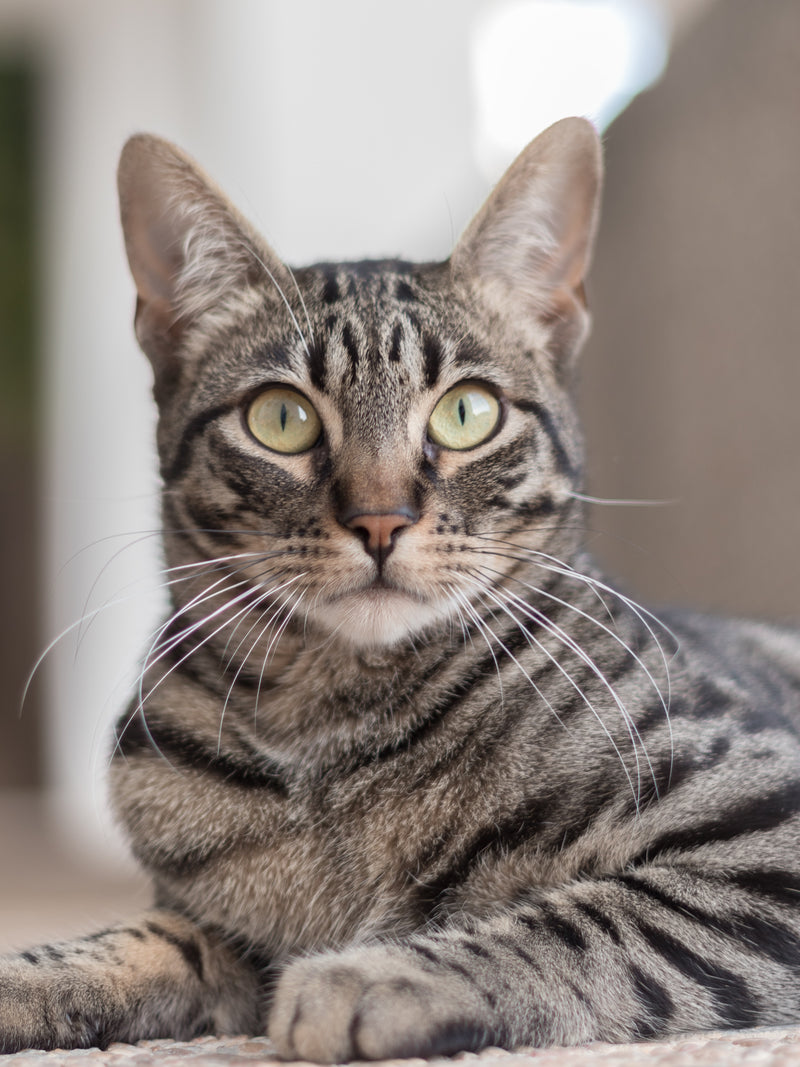 Biscuits versus rawfood - the feline debate continues ...