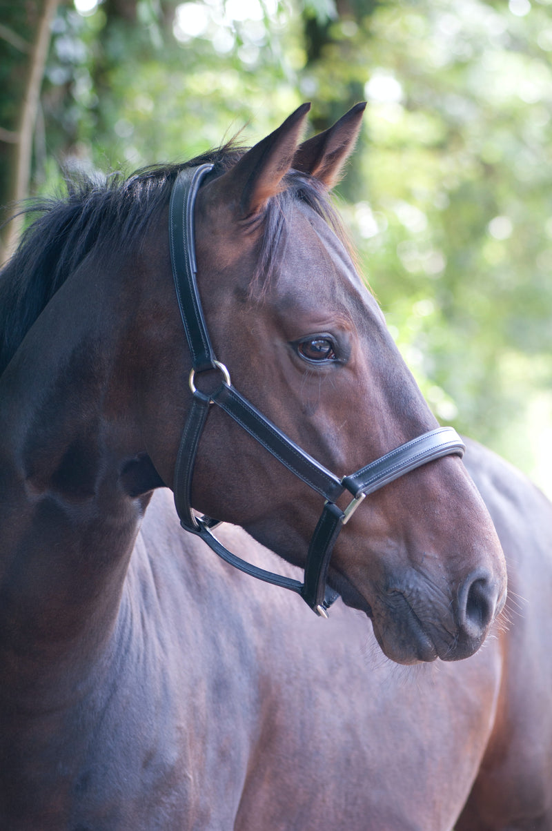 Do you know what’s really underlying the conditions we see in horses - let’s dig deeper than what we’ve all thought previously …