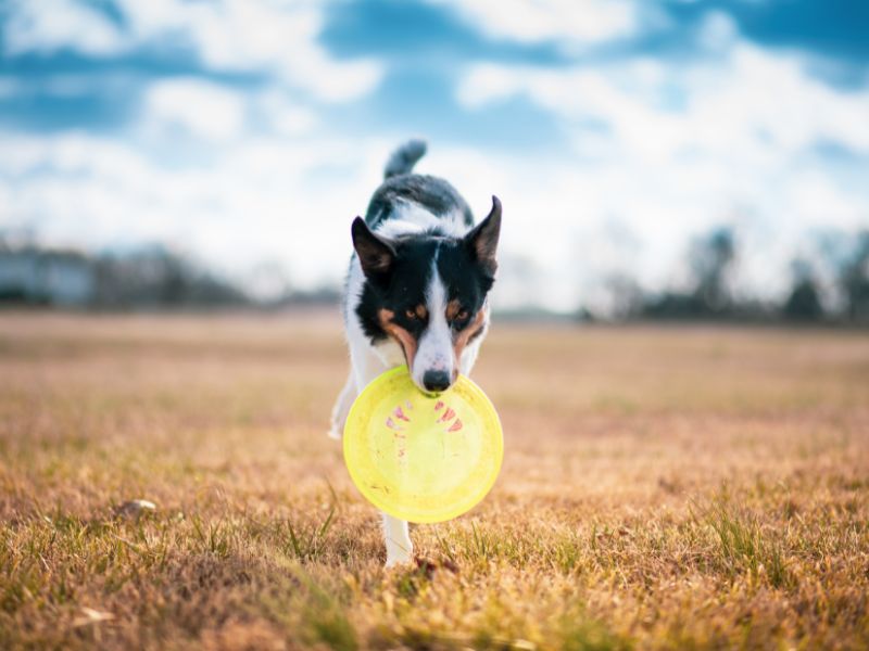 Turning Exercise into Play