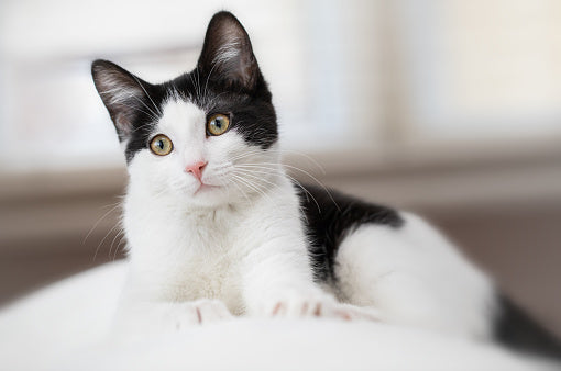 Feline Leaky Gut masking as Allergies?