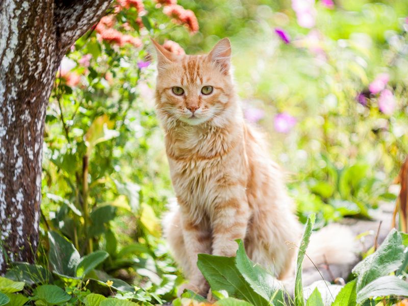 Raising Your Cat the Natural Way