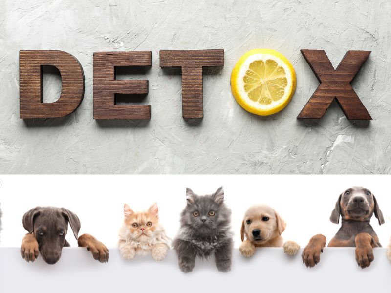 Understanding Detoxification in Cats and Dogs: A Complete Guide for Pet Parents