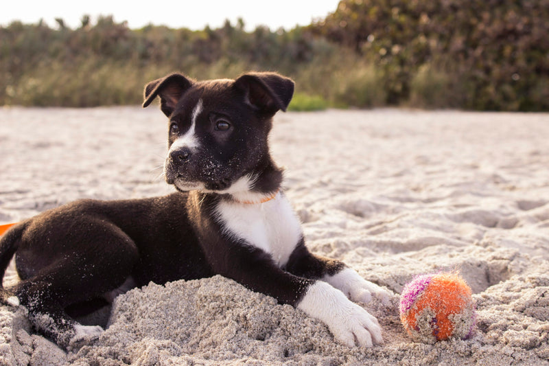 dog eczema treatment - probiotics