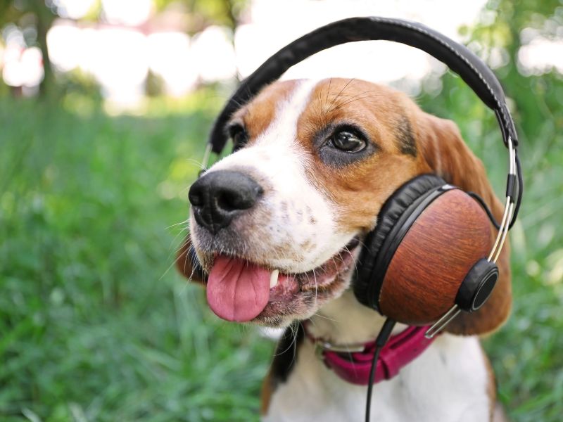 The Hidden Harmony: Sound Therapy and Your Pet's Nervous System Health