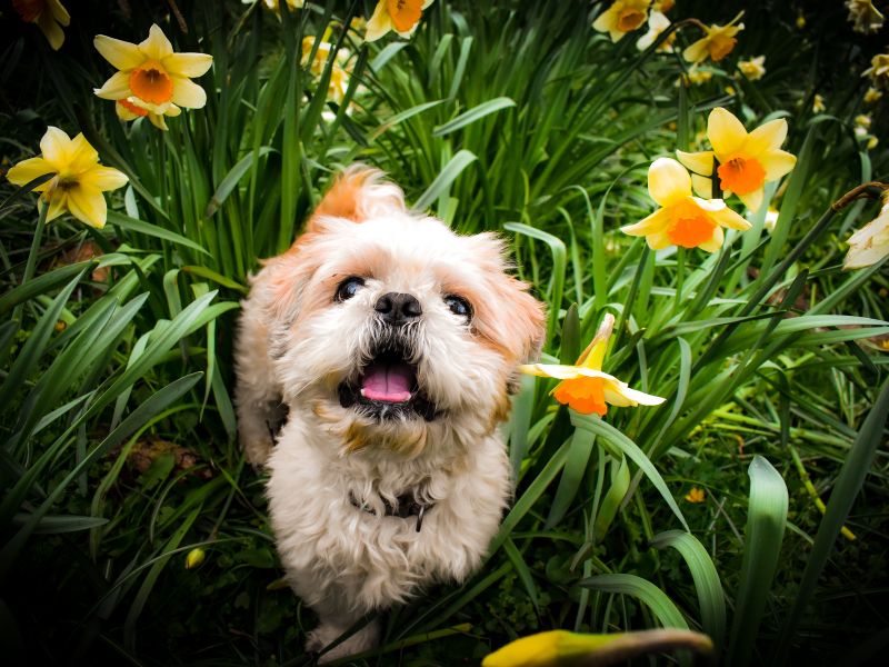 Spring and your Pet: Pet Care Tips for the Springtime