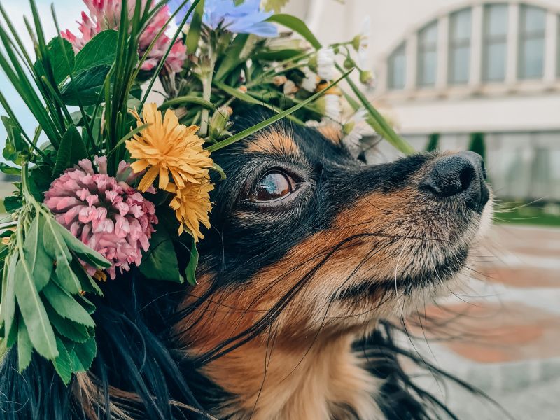 Spring Dog Nutrition: Food Energetics for Allergies, Itchy Skin & Digestive Health